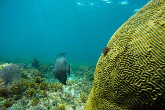5-in-1 Cancun Snorkeling Tour:Swim with turtles, reef, Musa,shipwreck and cenote