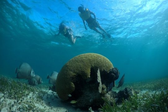 Reef and Shipwreck Snorkeling Tour in Cancun