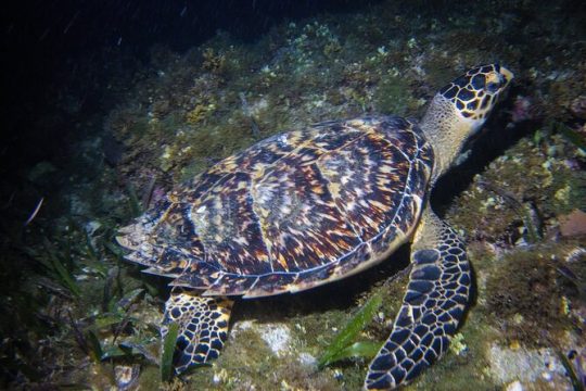 Moonlight Bioluminescence Snorkeling Tour in Cancun