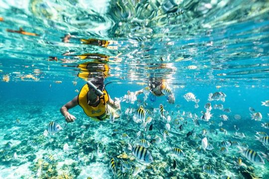 5-in-1 Cancun Snorkeling Tour:Swim with turtles, reef, Musa,shipwreck and cenote