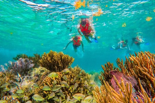 Coral Reef Snorkeling with Lunch and Roundtrip Transportation in Puerto Morelos