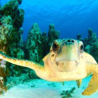 Scuba Diving