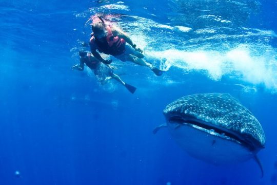 Whale Shark Tour from Cancun, Playa del Carmen, Tulum and Riviera Maya