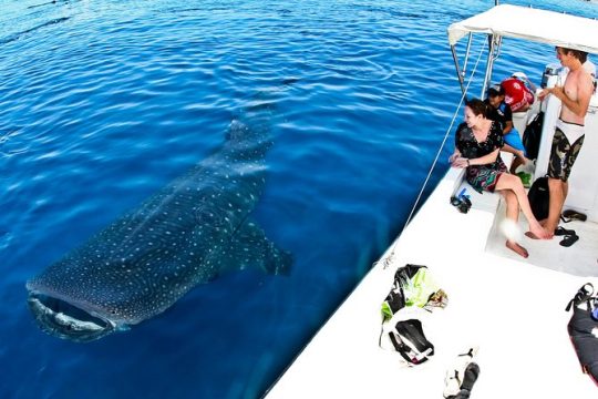 Whale Shark Tour from Cancun, Playa del Carmen, Tulum and Riviera Maya