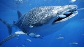 Swimming with the whale shark