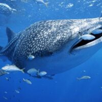 Dolphin & Whale Watching