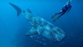 Must do in Cancun