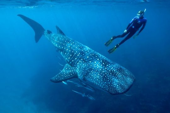 Whale Shark Swimming & Isla Mujeres Beach Visit