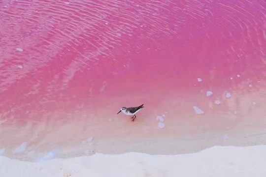 BEST Las Coloradas Pink Lake + Cenote 1-Day Tour from Cancun