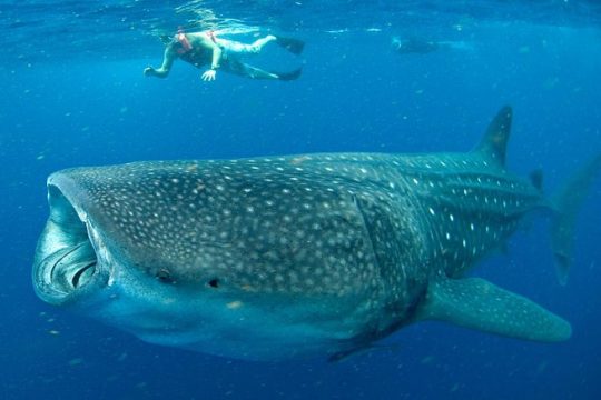 Small-Group Eco Friendly: Whale Sharks tour in Cancun & Riviera Maya