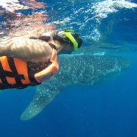 Shark Diving