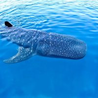 Shark Diving