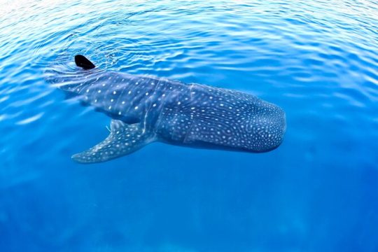 Whale Shark Experience Lifetime Memories in Cancun (lunch and water included)