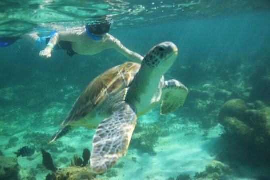 Hidden Cenote Swim, Snorkeling With Sea Turtles and Beachside Lunch