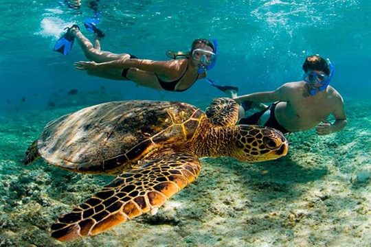 Amazing Adventure in Akumal. Swim with turtles and discover Tulum Ruins.