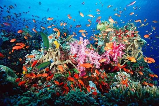 Snorkeling Adventure in Puerto Morelos Includes snack, Water and Round Trip.