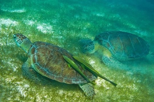 Turtles and Cenote from Riviera Maya