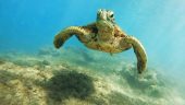 Wow!! Check this out while in Cancun!