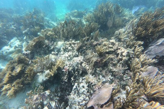 Snorkeling Adventure in Puerto Morelos Includes snack, Water and Round Trip.