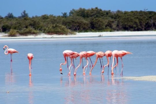 Private Rio Lagartos Flamingo and pink lakes