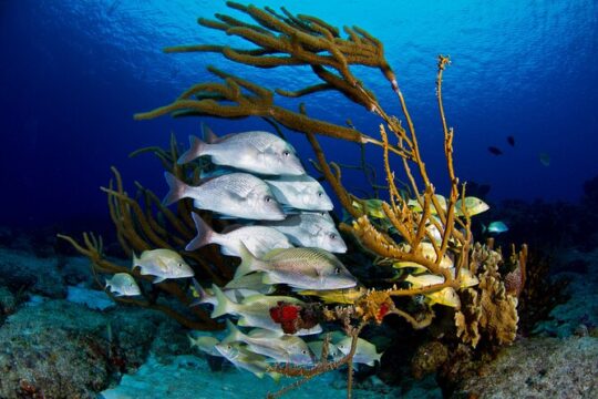 Colorful tour through the underwater world of Cozumel snorkel.Transport included