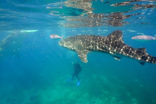 Whale Shark Snorkel Tour in Cancun (Snack Lunch included)
