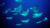 Solid dives with nice guide