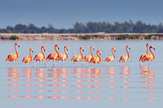 Ek Balam, Rio Lagartos and Las Coloradas Private Tour from Cancun
