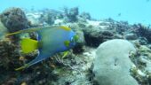 Awesome snorkeling spots, great equipment, top-notch guide