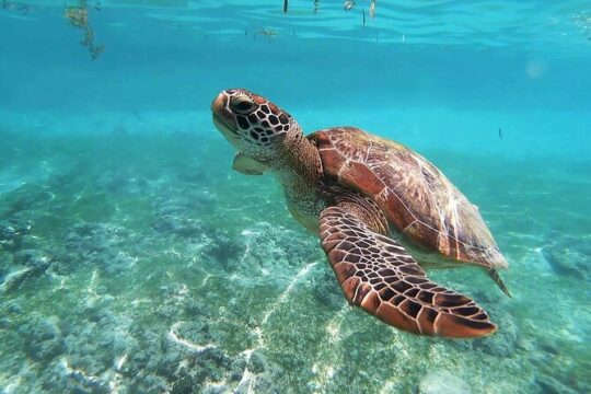 Turtle Akumal Adventure! + Tulum Ruins From Cancun & Playa Del Carmen