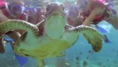 Vacation