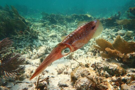 Coral Reef Snorkeling Expedition from Cancun with Beachside Lunch