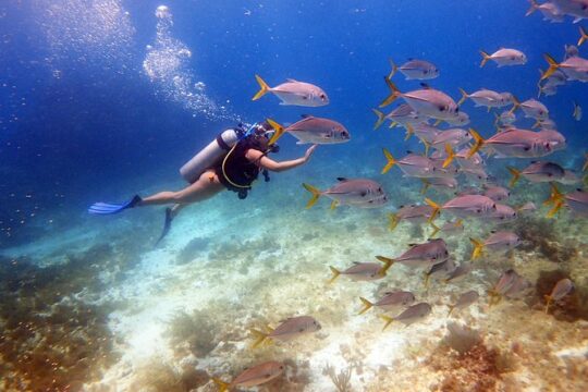 Diving in Cancun for Certified Divers | 2 Dives | All Inclusive