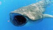 Whale shark trip