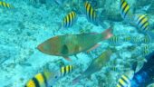 Snorkeling in Isla Mujeres (Toucan boat)