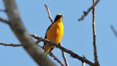 Cancun Birding