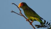 Excellent birding guide