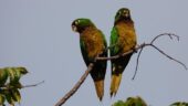Great birding experience