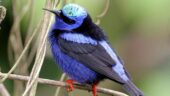 Excellent Bird Watching Tour!