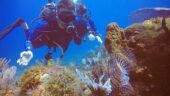 Beautiful dive