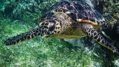 Fun Safe and Easy Snorkeling
