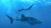 Bucket list experience, a must do while in Cancun