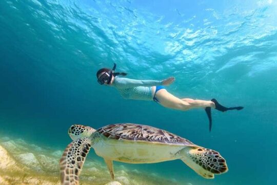 Swim with Turtles in a Cenote and Visit the Archaeological Zone