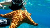snorkeling in the caribean sea