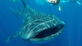 Awesome Whale Shark Encounter!