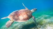 Sea Turtles and Cenotes - Not to be Missed!