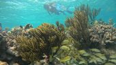 Best snorkeling experience 