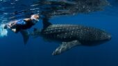 Whale sharks
