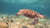 Best Snorkeling Ever