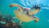 Go to see turtles!